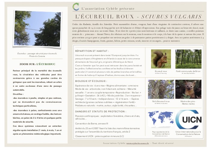 Fiche espèce de Écureuil roux