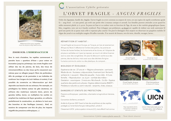 Fiche espèce de Orvet fragile