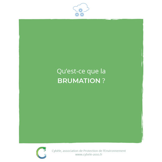 Qu'est-ce que<br/>la brumation ?