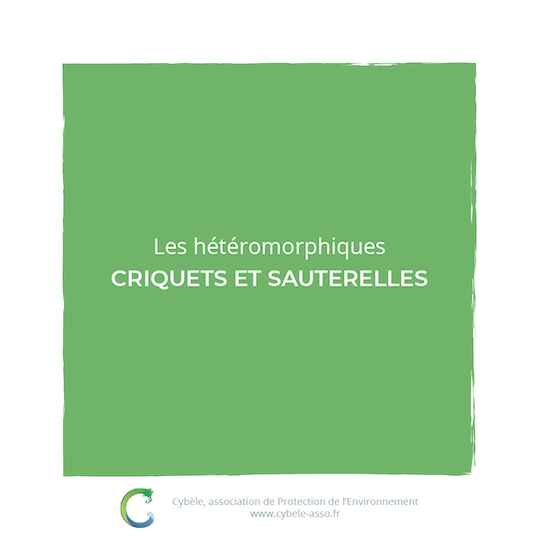 Les hétéromorphiques :<br/>criquets et sauterelles