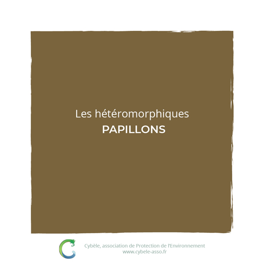 Les hétéromorphiques :<br/>papillons