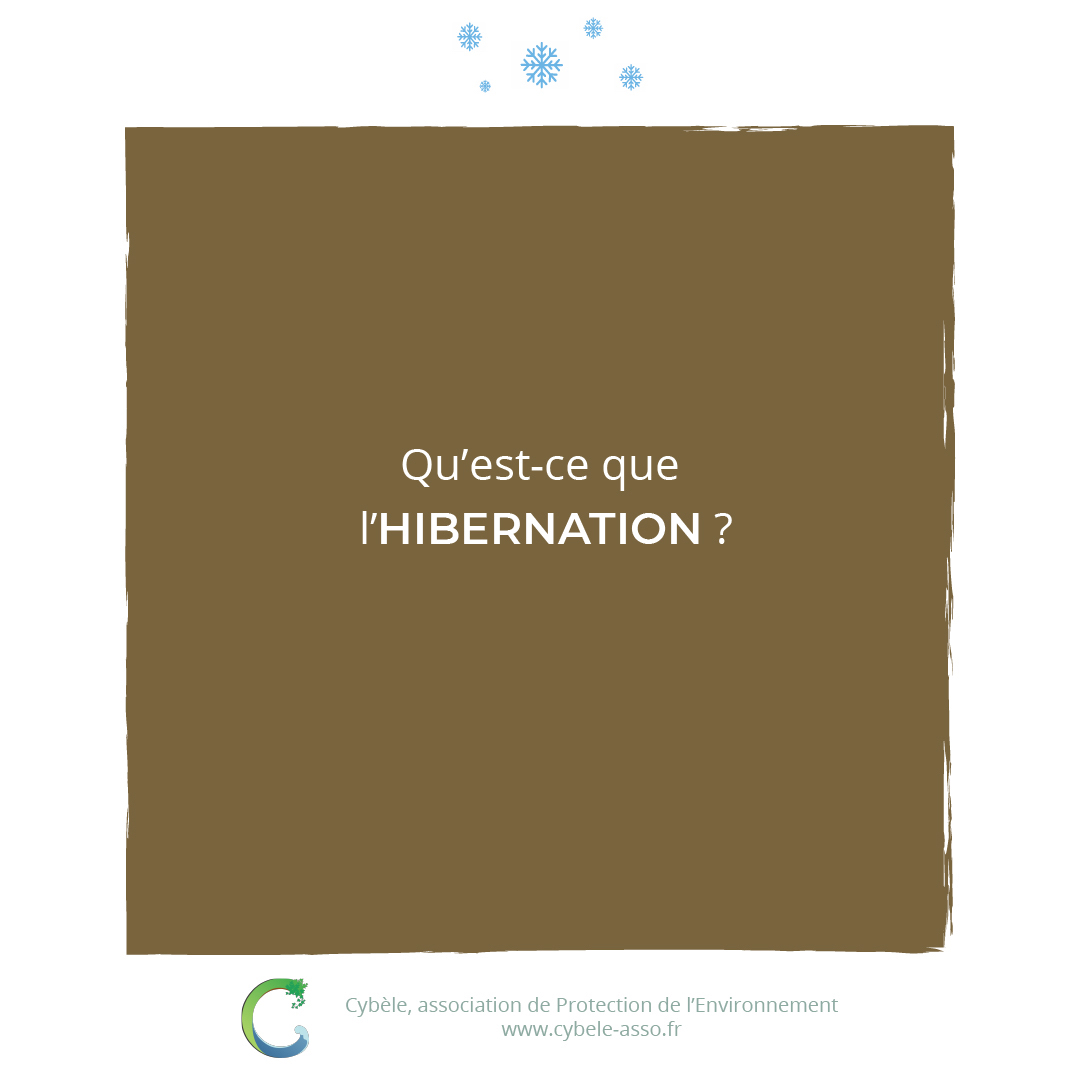 Qu'est-ce que<br/>l'hibernation ?