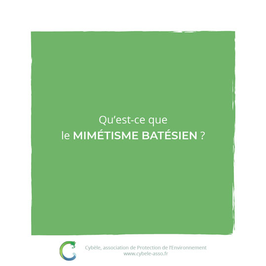 Qu'est-ce que<br/>le mimétisme batésien ?