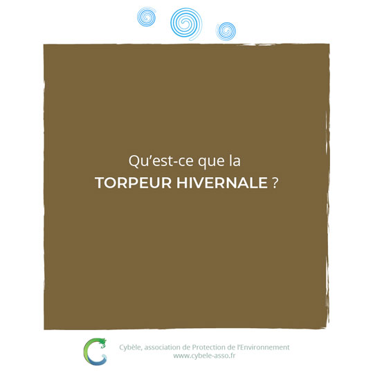 Qu'est-ce que<br/>la torpeur hivernale ?