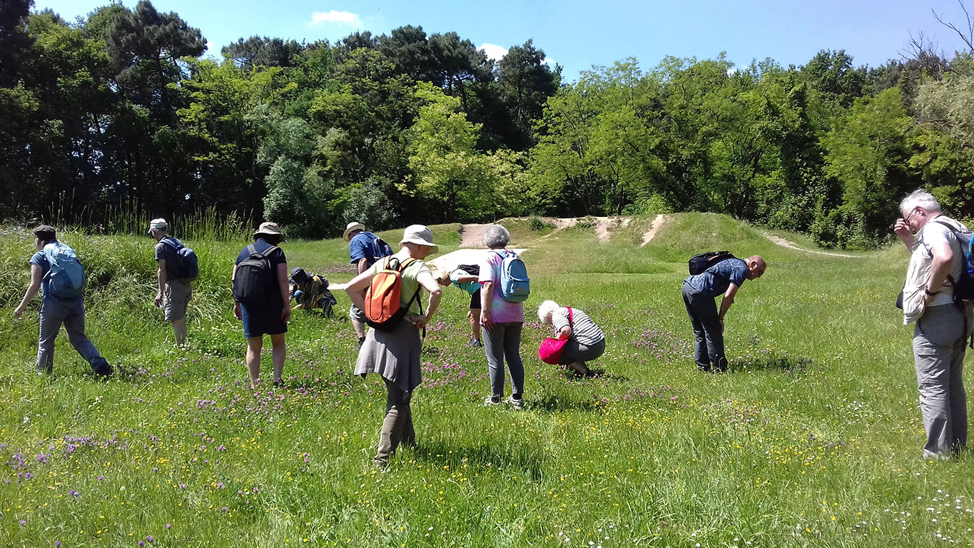 Un groupe de personnes cherches des insectes dans une prairie.