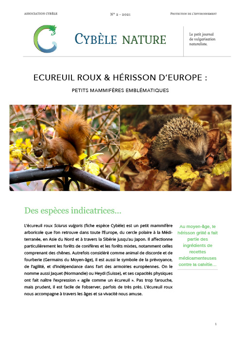 Cybèle Nature n°2 : Écureuil roux et hérisson d'Europe
