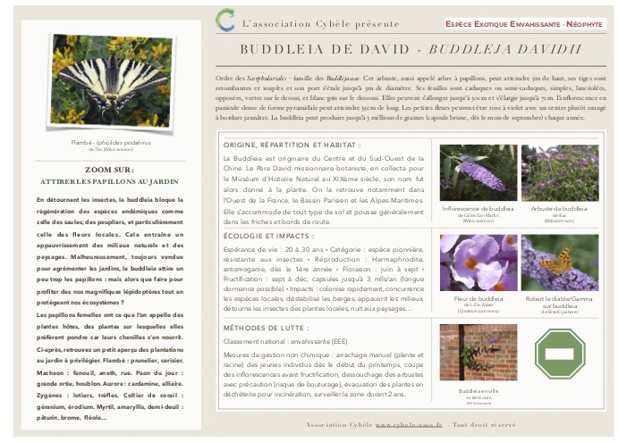 Fiche espèce de Buddleia de David