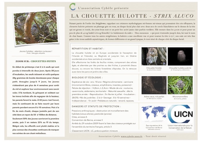 Fiche espèce de Chouette hulotte