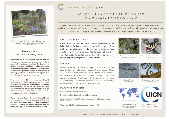 Fiche espèce de Couleuvre verte et jaune