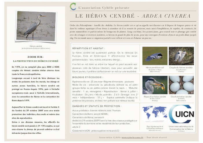 Fiche espèce de Héron cendré