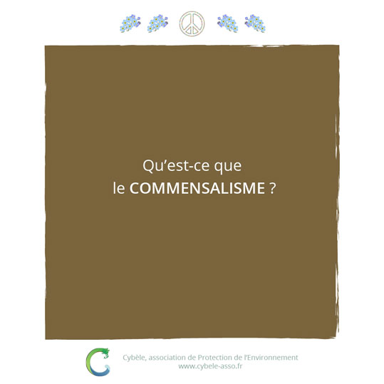 Qu'est-ce que<br/>le commensalisme ?