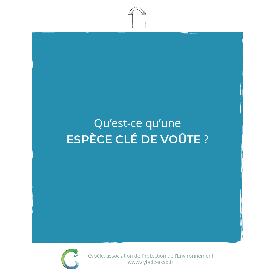 Qu'est-ce qu'une<br/>espèce clé de voûte ?