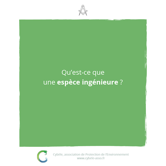 Qu'est-ce qu'une<br/>espèce ingénieure ?