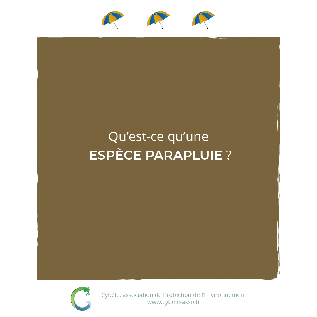 Qu'est-ce qu'une<br/>espèce parapluie ?