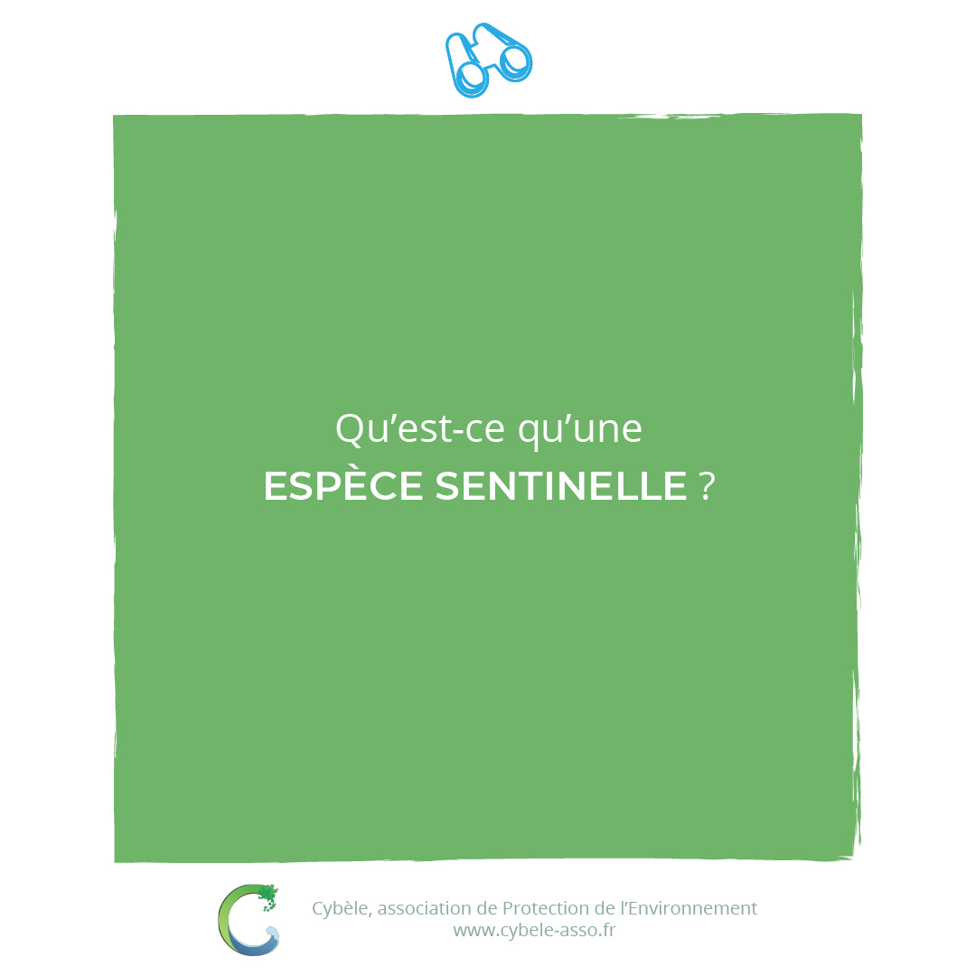 Qu'est-ce qu'une<br/>espèce sentinelle ?