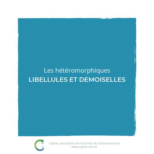 Les hétéromorphiques :<br/>libellules et demoiselles