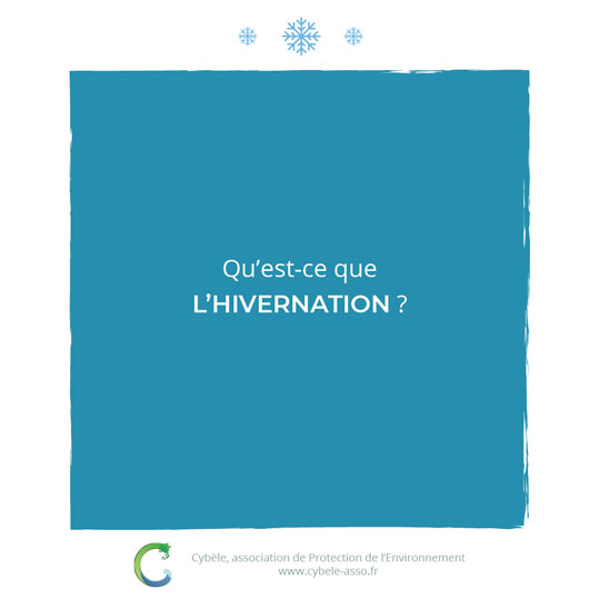 Qu'est-ce que<br/>l'hivernation ?